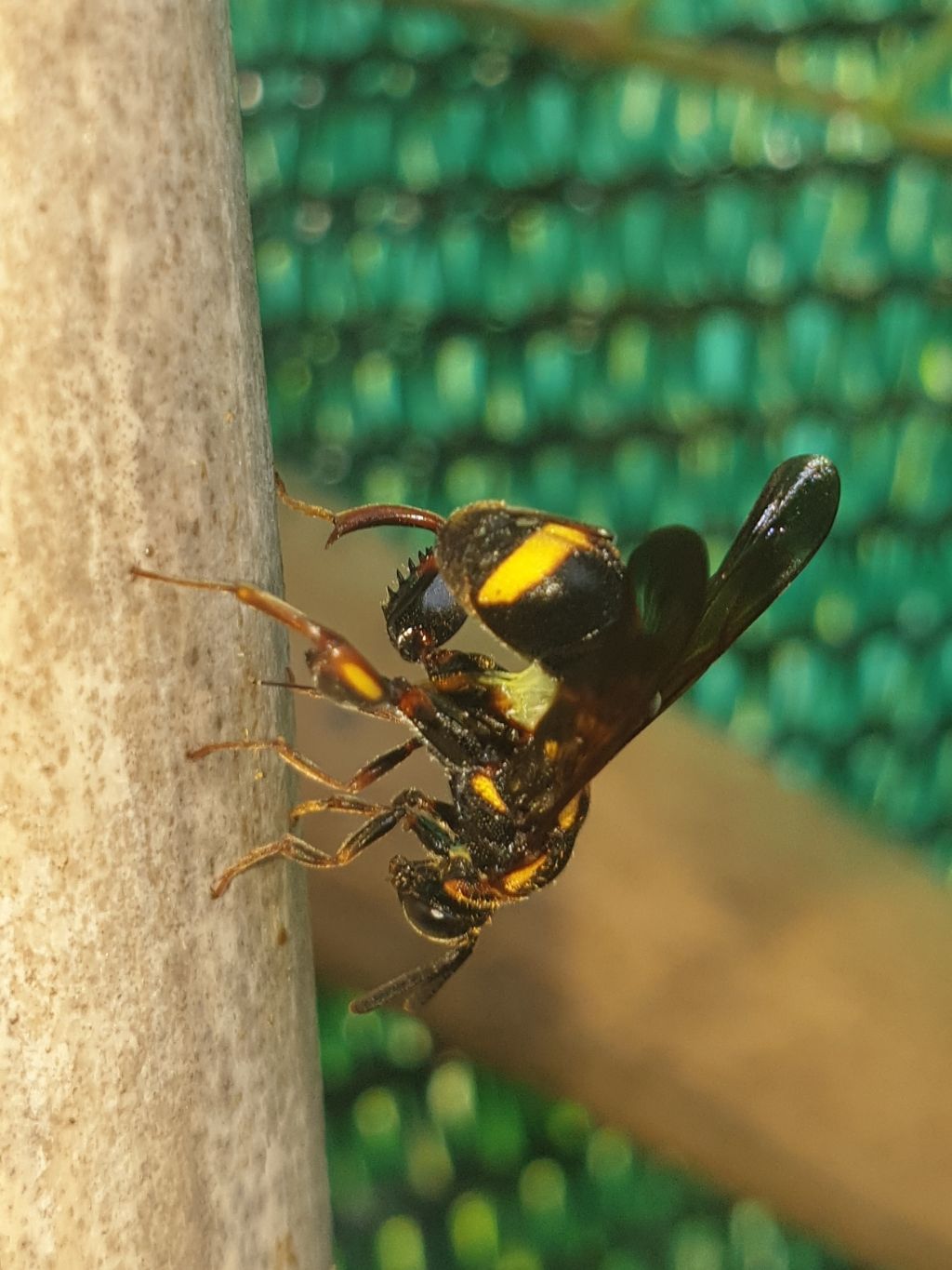 Leucospidae che attenzionano un nido di Isodontia mexicana